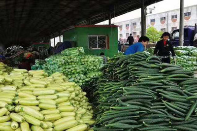 东莞新鲜蔬菜基地，专人送货上门，价格优惠惠及万家