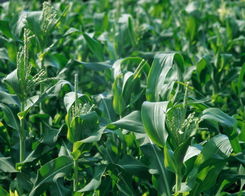 田间餐桌的馈赠 新鲜蔬菜与现代农业的绿色交响